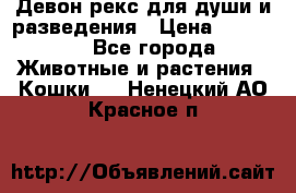 Девон рекс для души и разведения › Цена ­ 20 000 - Все города Животные и растения » Кошки   . Ненецкий АО,Красное п.